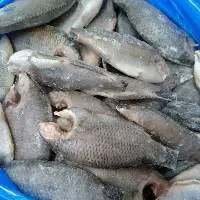 Tilapia Moon Cut