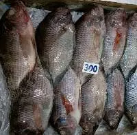 Frozen Tilapia Whole