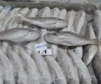 Frozen Silver Croaker