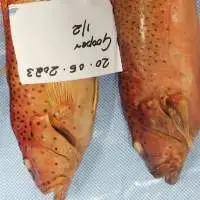 Frozen Dotted Groupers  (WGG)