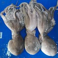Frozen Octopus Whole