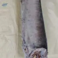 Frozen Sword Fish Belly On