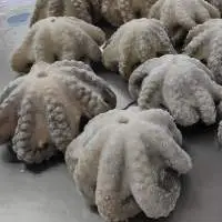 Frozen Octopus Flower