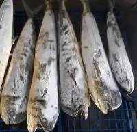 Frozen Mahi-Mahi
