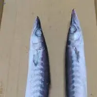 Frozen Barracuda