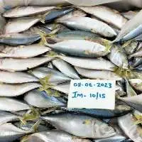 Indian Mackerel