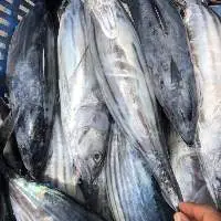 Seafrozen Skipjack Tuna