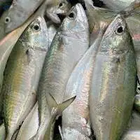 Indian Mackerel