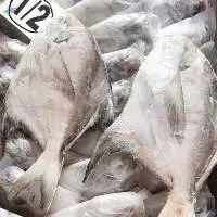 Silver Pomfret