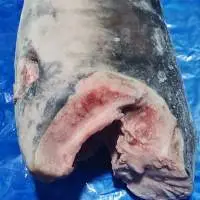 Sword Fish DWT (Head off, gutted and tail off)