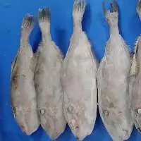 Leather Jacket Fish Whole Round