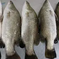 Barramundi Whole Round