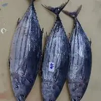 Frozen Skipjack tuna whole round