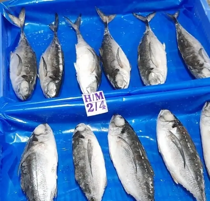 Frozen Horse Mackerel