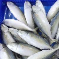 Frozen Mackerel