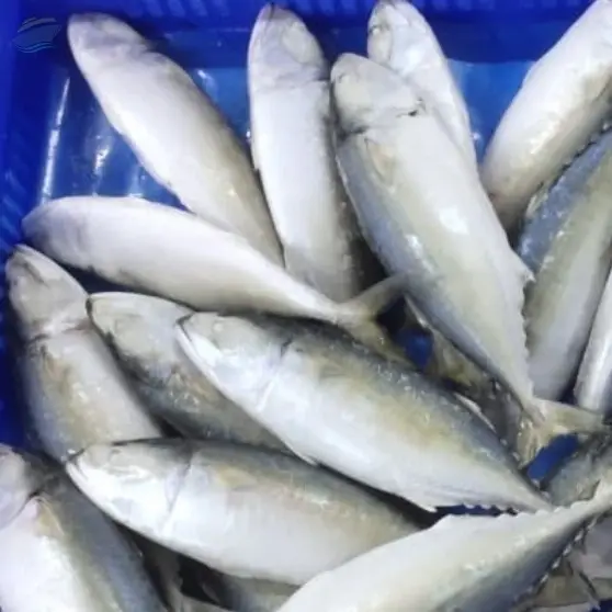 Frozen Mackerel