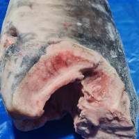 Swordfish HGT