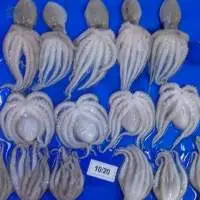 Frozen Baby octopus whole round
