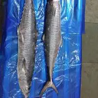 Frozen Kingfish Whole Round