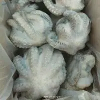 Octopus Flower Whole Cleaned IQF