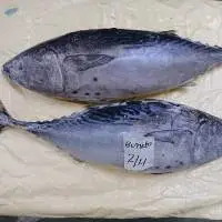 Bonito Tuna Whole Round