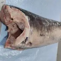 SASHIMI GRADE SWORDFISH