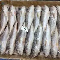 Silver Croaker