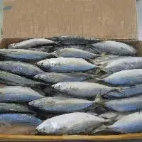 Frozen Indian Mackerel