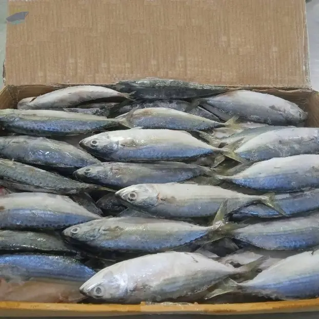 Frozen Indian Mackerel
