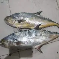 Queen Fish Whole Round