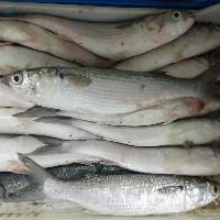 Grey Mullet Whole Round