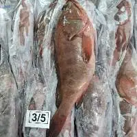 Reefcod Whole Iwp
