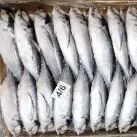Horse Mackerel
