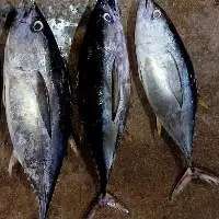 Yellow Fin Tuna Whole Round