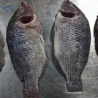 Tilapia Moon Cut Whole Round