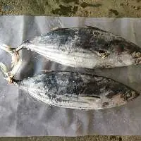 Seafrozen Skipjack Tuna Whole Round