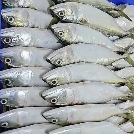 Indian Mackerel