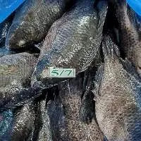 Tilapia Whole Round