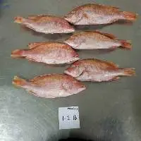 Red Snapper Wgs
