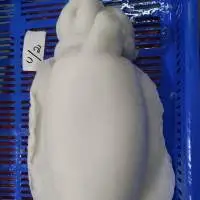 Cuttlefish Whole Cleaned