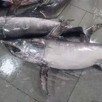 Frozen Sword Fish
