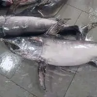 Frozen Sword Fish