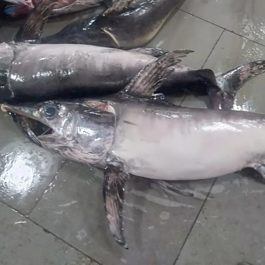 Frozen Sword Fish