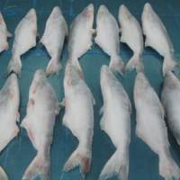 Pangasius Whole