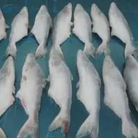 Pangasius Whole