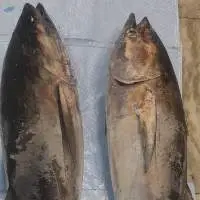 Yellowfin Tuna