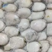 Baby Cuttle Fish Whole