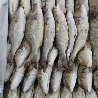 Emperor Fish Whole Round