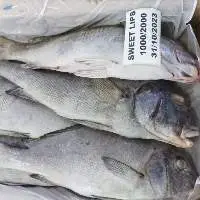 Sweetlips Whole Round