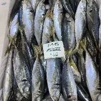 Horse Mackerel